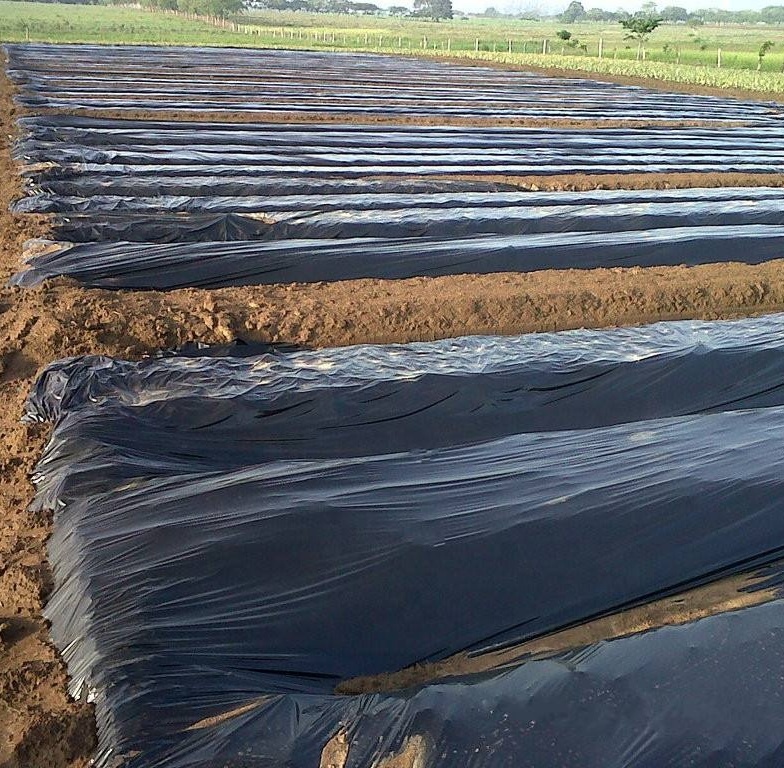 black-white-plastic-mulch-film-agricultural-anti